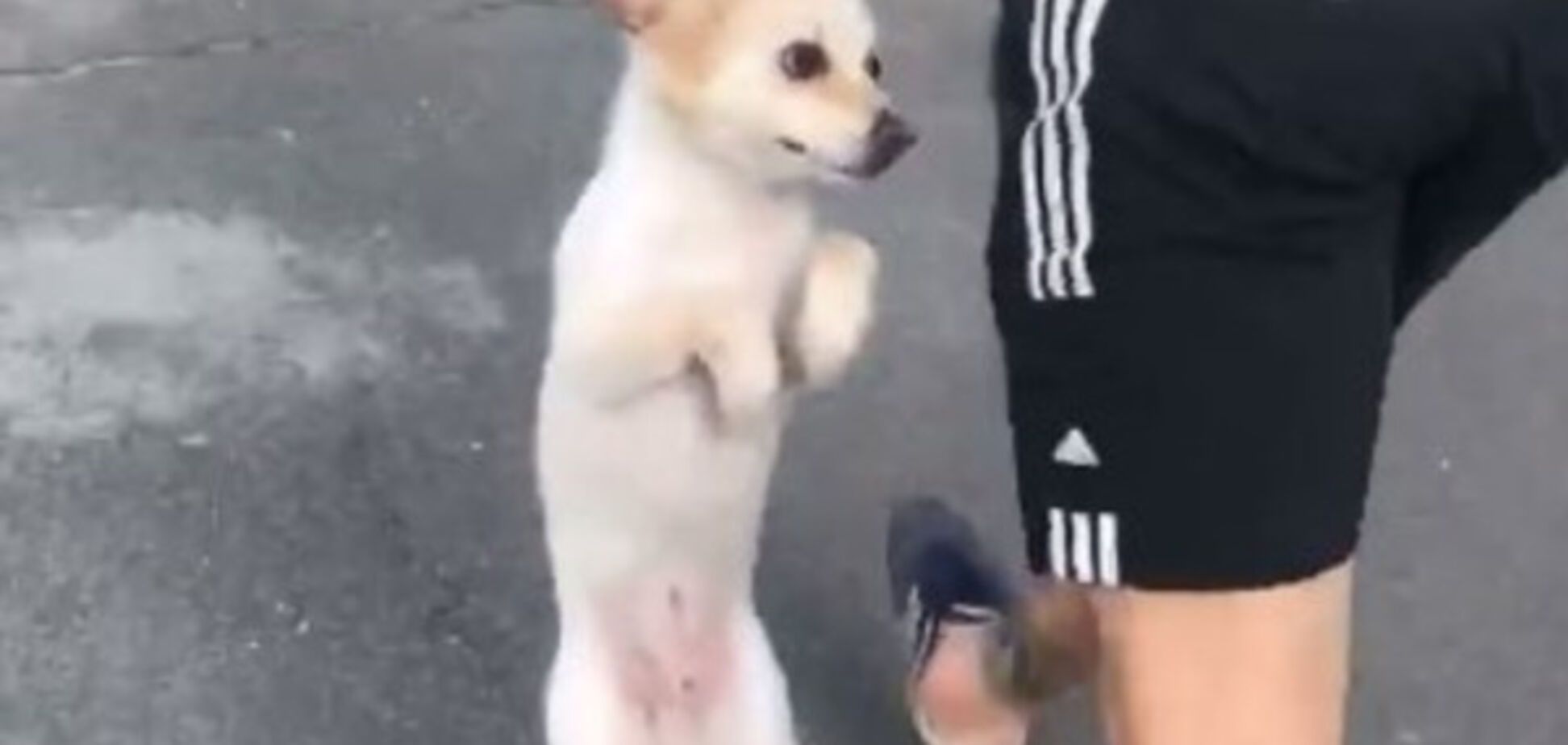 В Киеве неадекват избил собаку и девушку: опубликовано видео