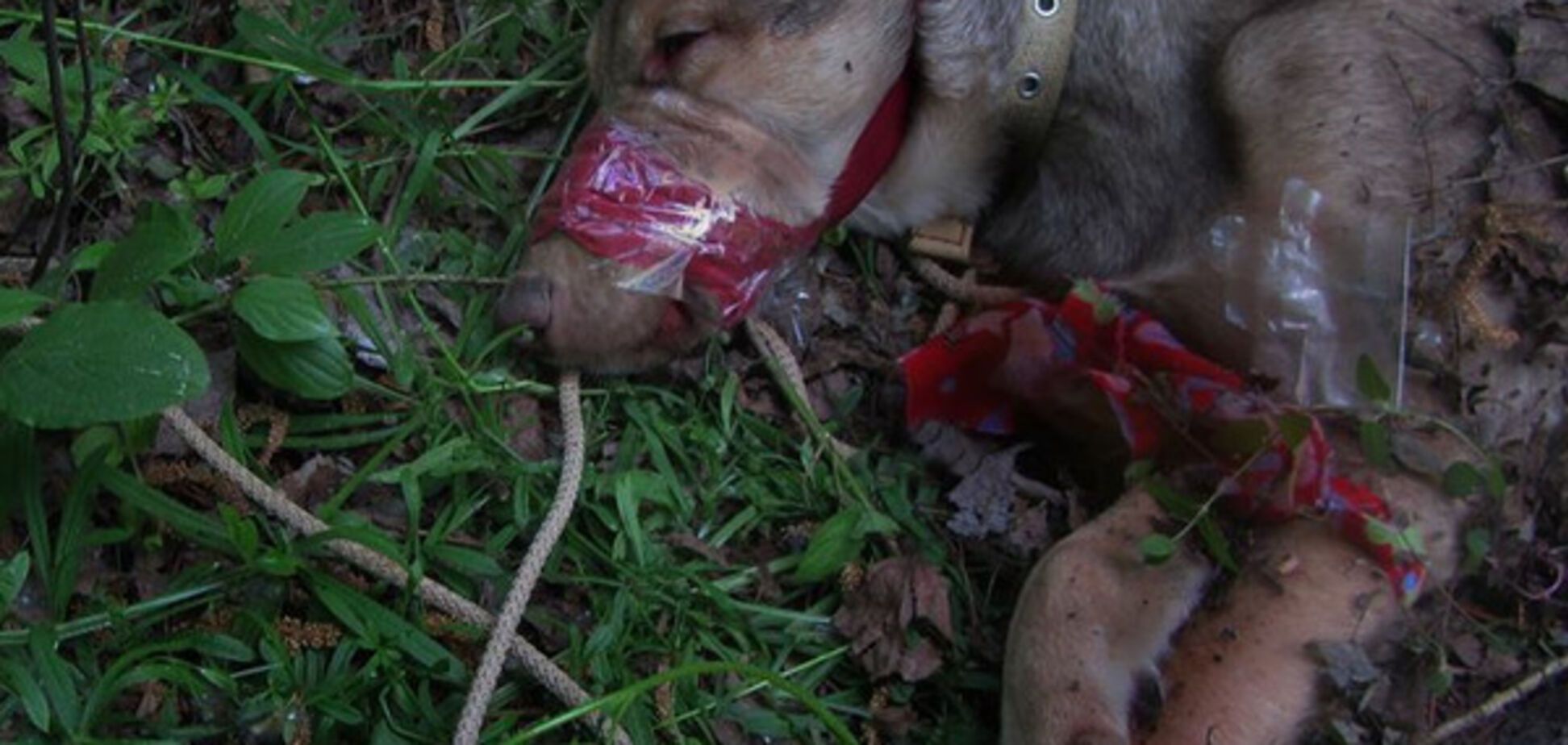 'Твари и нелюди': киевлянка шокировала сеть снимками издевательств над собакой