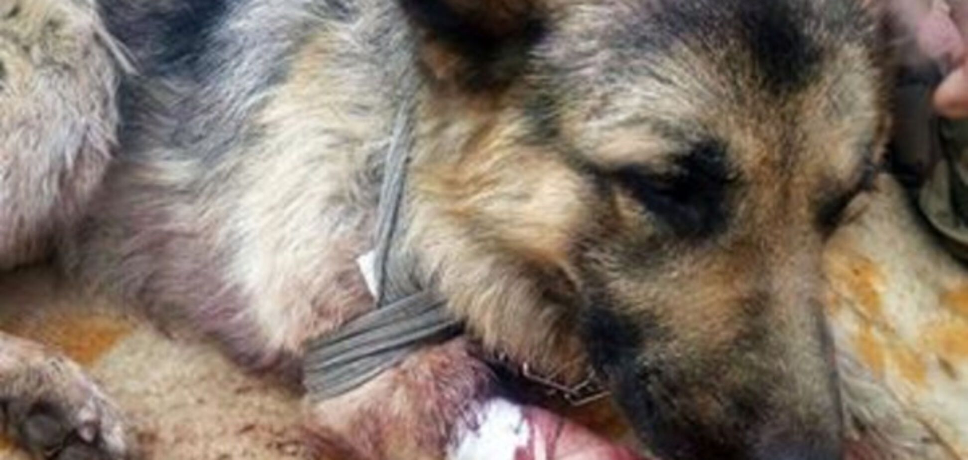 Пес спасший бойцов