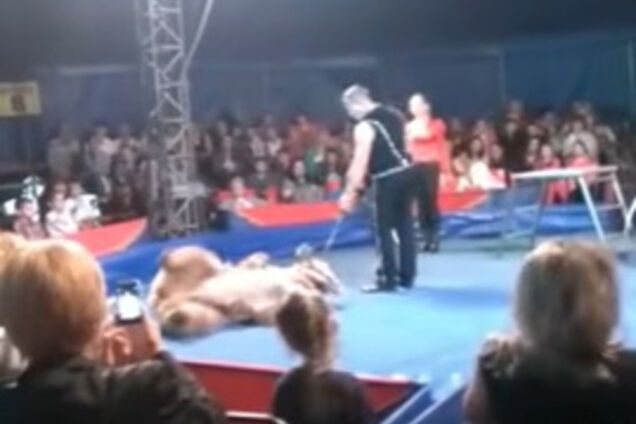 Під Києвом цирковий ведмідь напав на глядачів