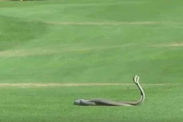 Черная мамба