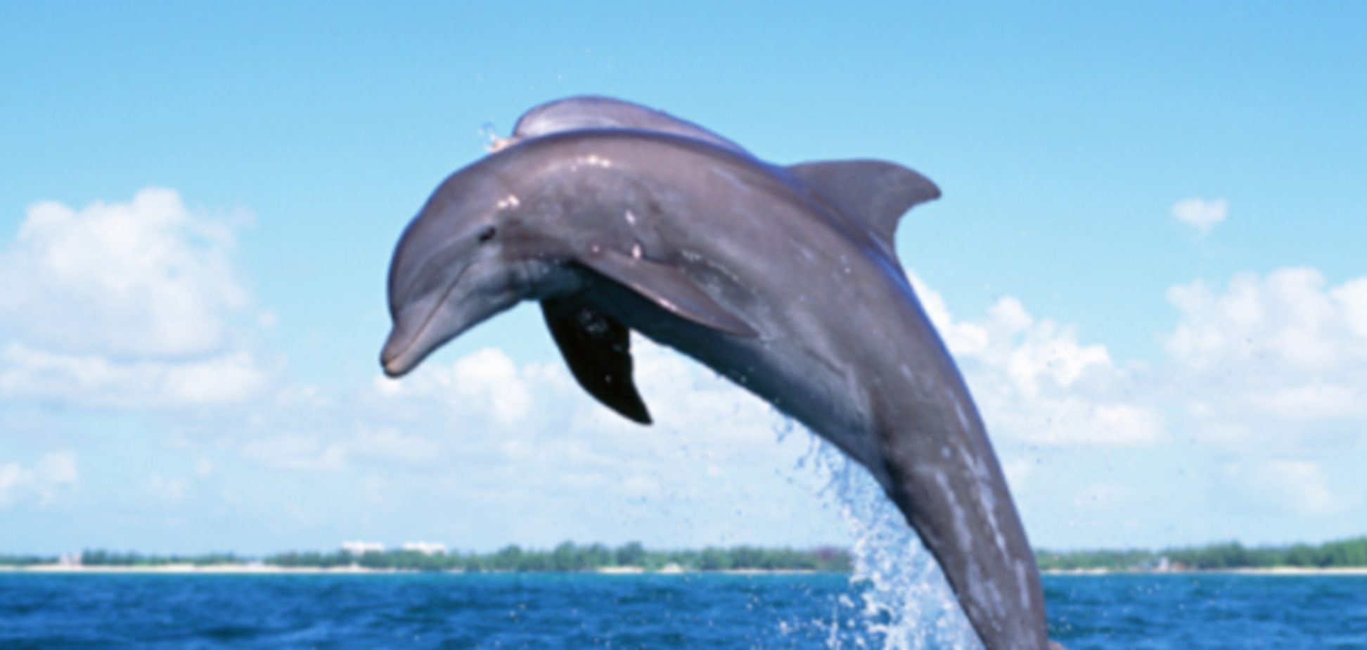 Дельфін