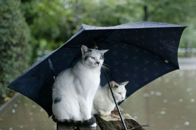 Погода дождь