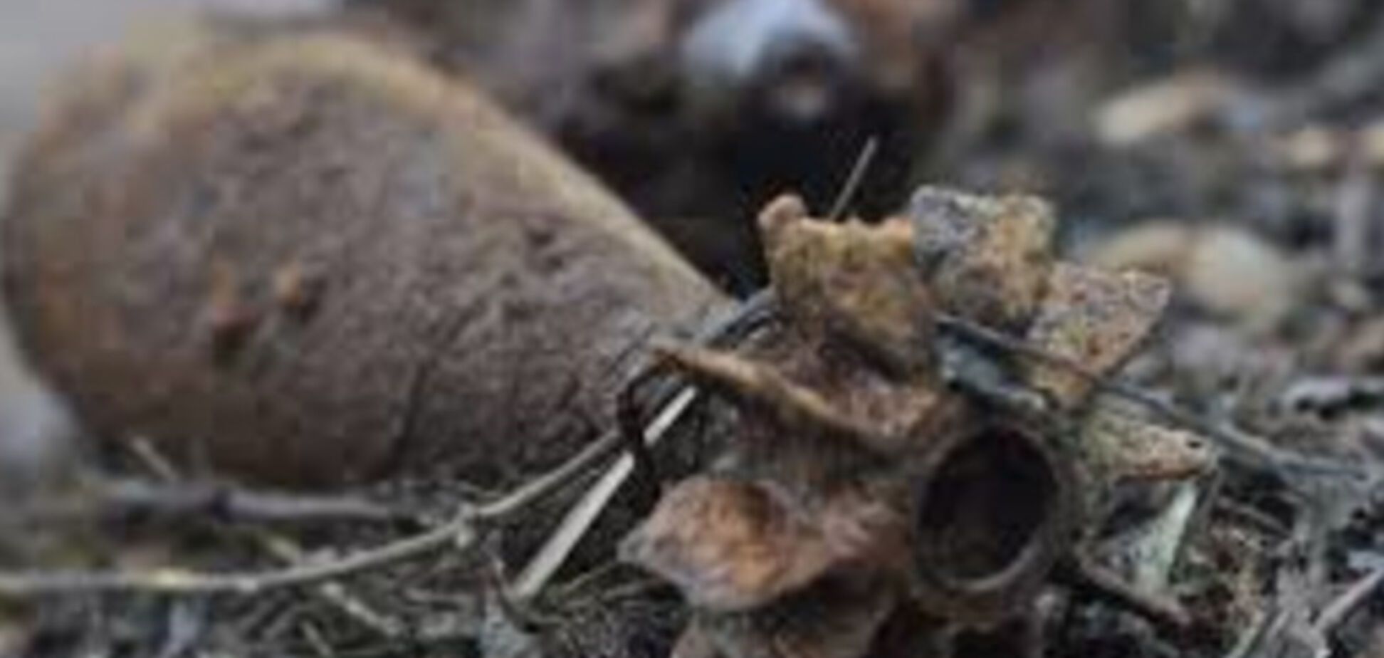 В Запорожье обнаружены опасные объекты времен Второй мировой