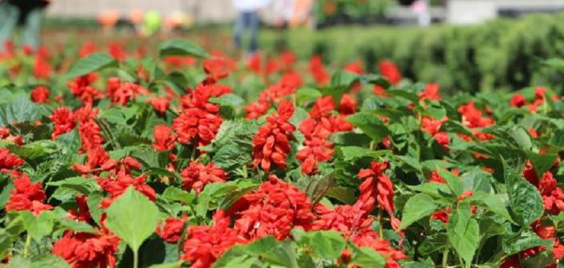 На запорожской аллее появятся 20 тысяч цветов (ФОТО)