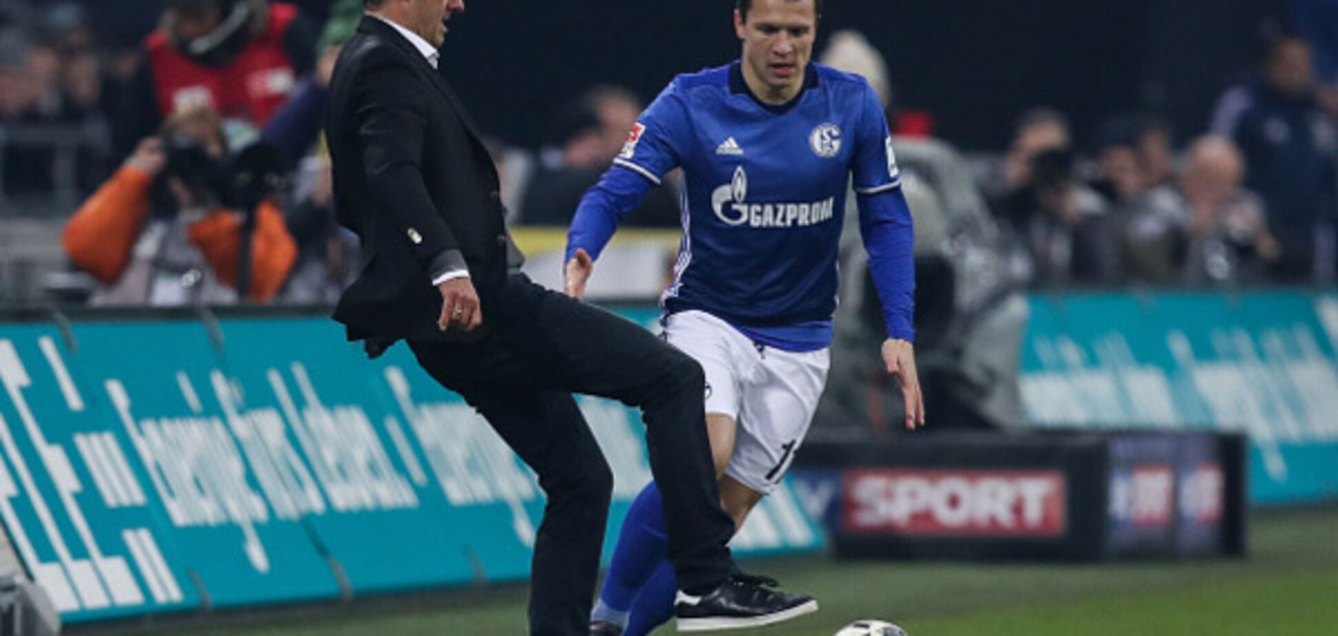 Коноплянка Шальке