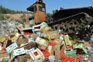 уничтожение помидор в россии