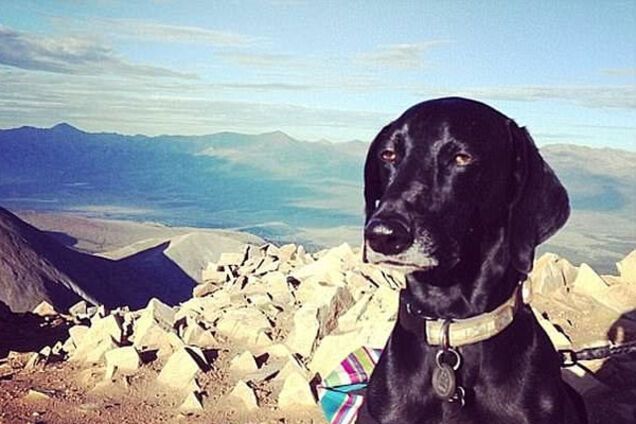 Хозяева показали собак, думающих, что они правят миром: забавные фото