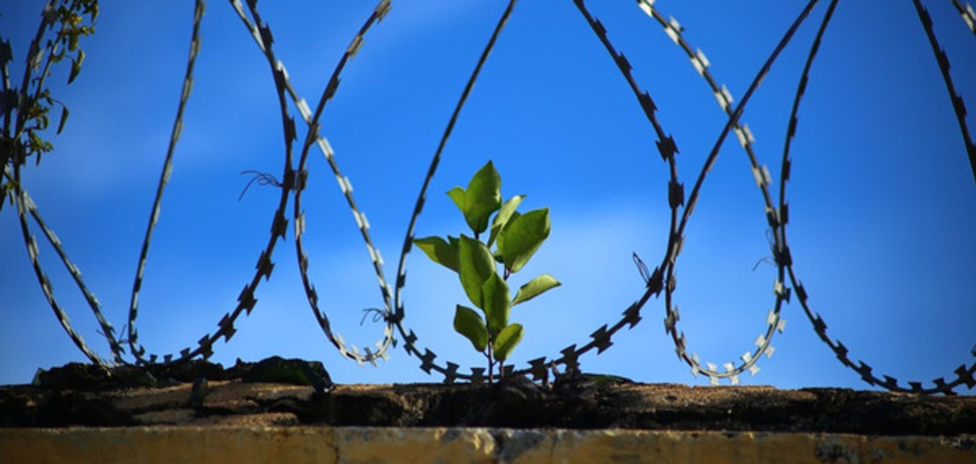 политические репрессии