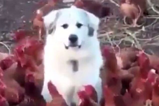 Вот это выдержка! Видео с псом в курятнике покоряет сеть