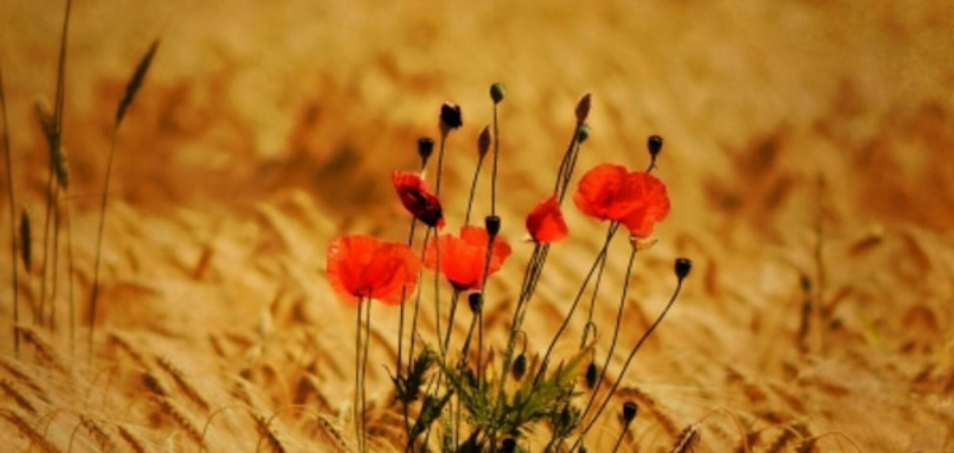 Как можно быть не на стороне Украины?