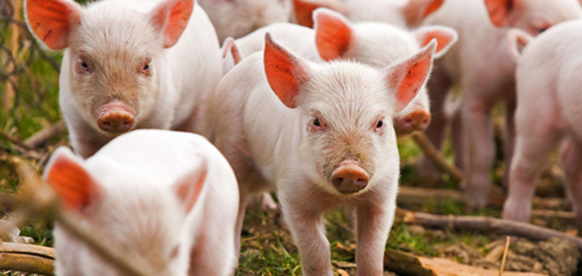 Лапа жестко раскритиковал Кабмин Гройсмана за слабость в борьбе с чумой свиней