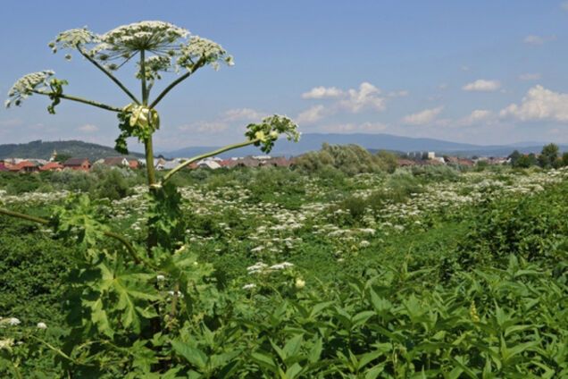 Пик цветения ядовитого борщевика: что делать при ожогах опасным растением