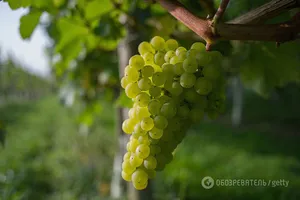 виноград