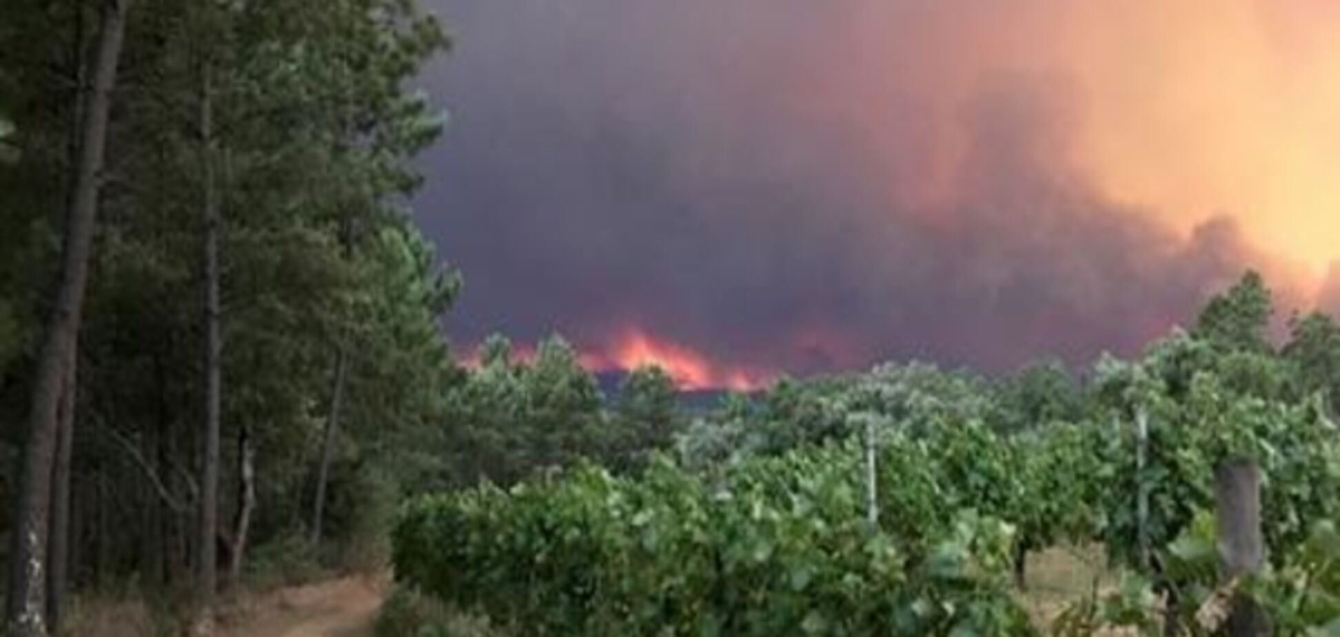 Понад 20 загиблих унаслідок лісової пожежі в Португалії