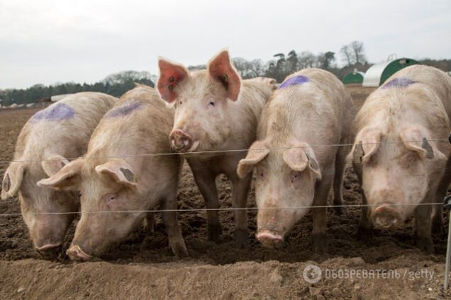Надо меньше пить: свинья жестоко расправилась с фермером, откусив самое главное