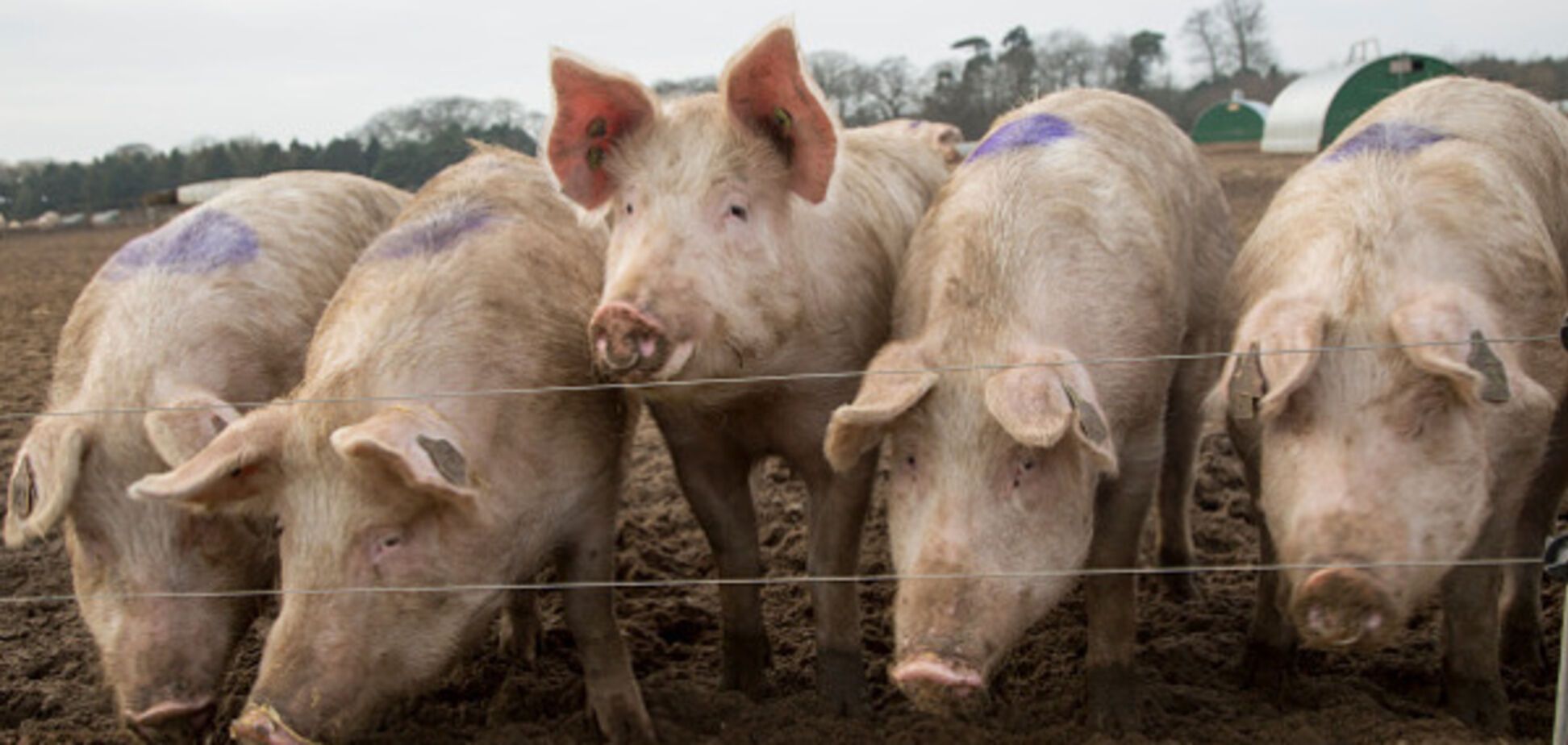Надо меньше пить: свинья жестоко расправилась с фермером, откусив самое главное