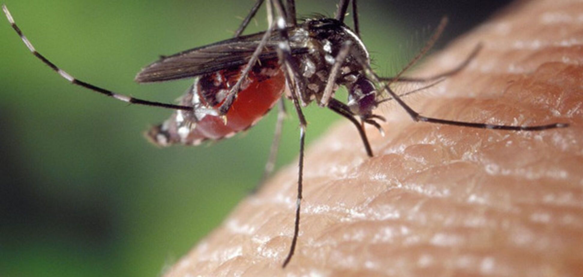 Ученые назвали группу крови, которую больше всего любят комары