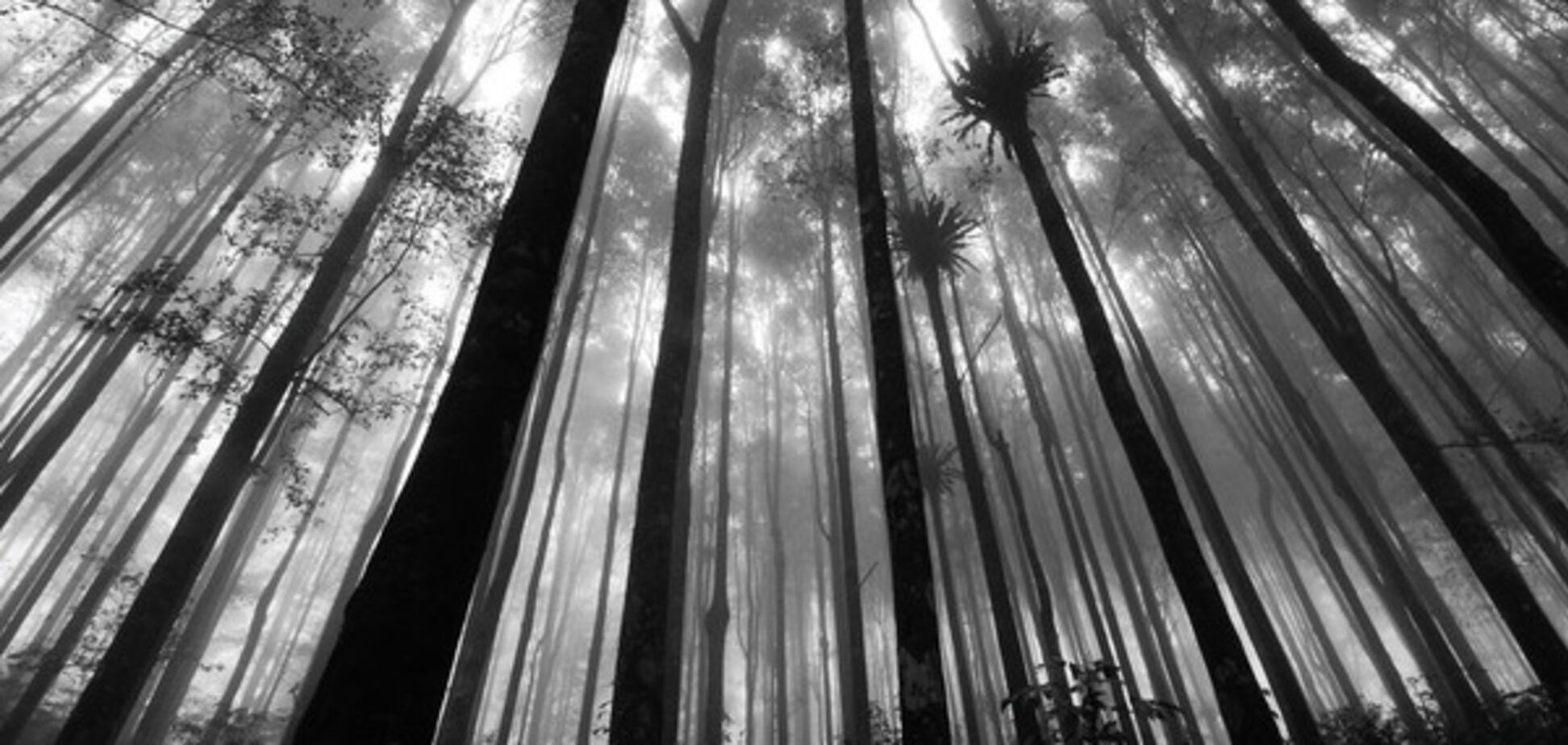 Електронні біржові торги як один з інструментів тінізації ринку деревини