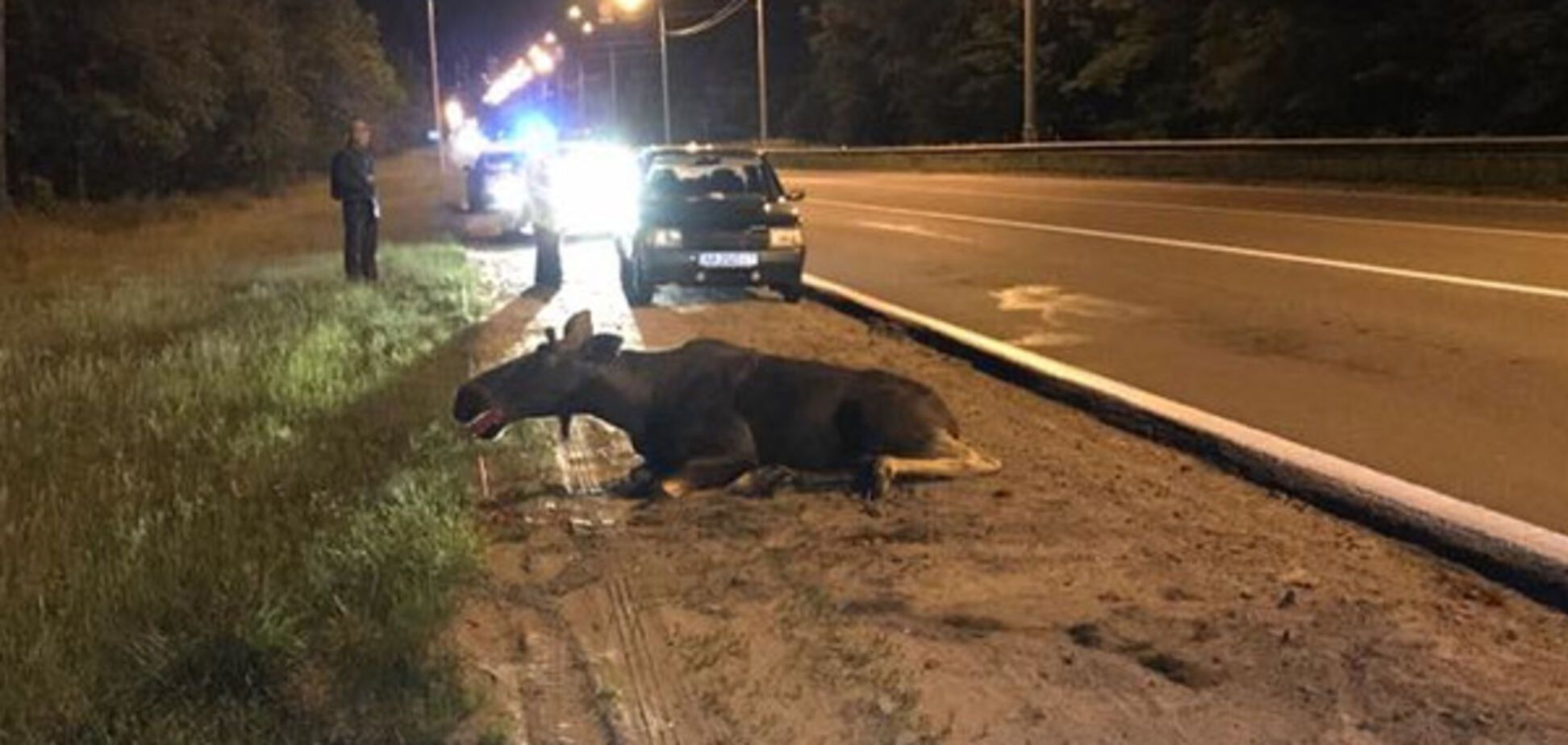 ДТП с лосем