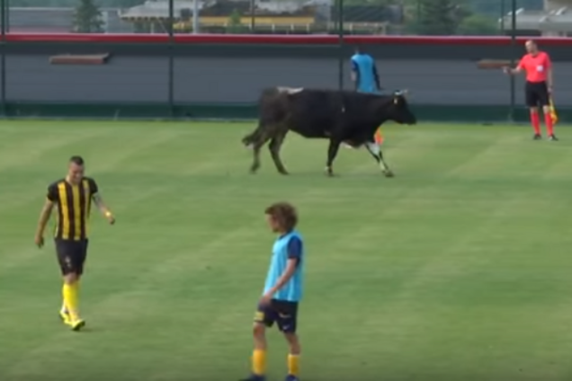 Корова на футбольному полі