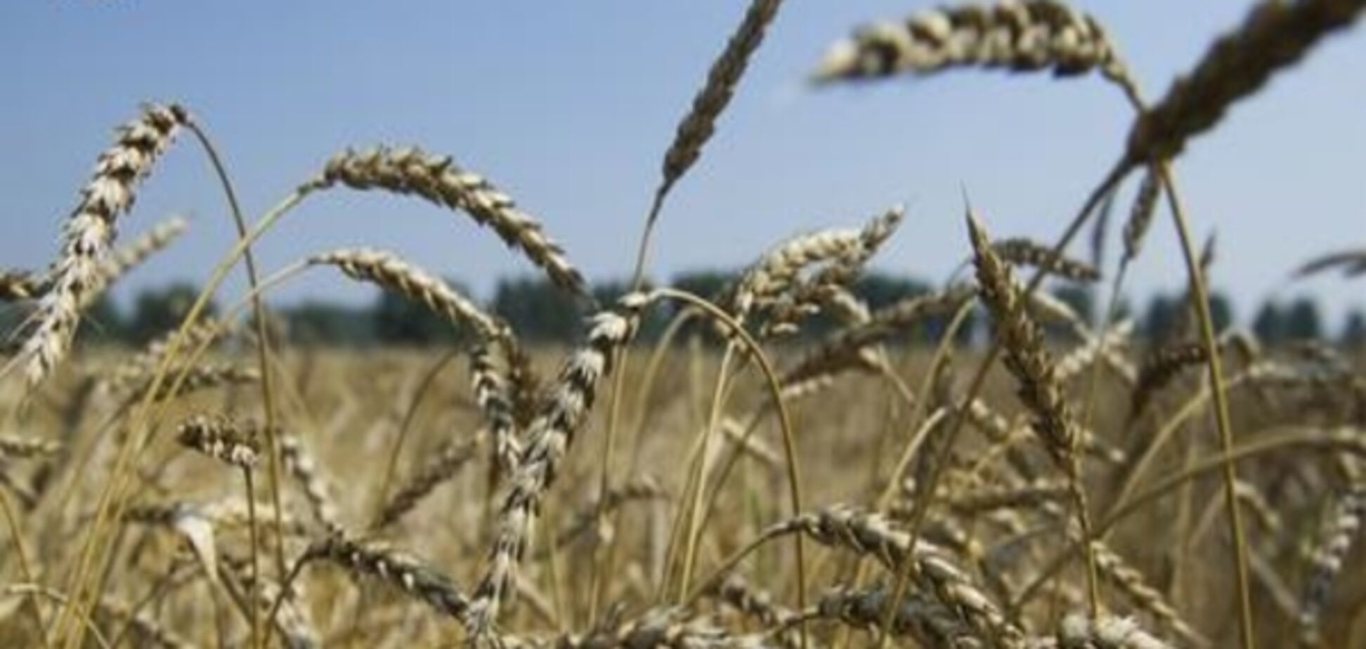 'Хлібне перемир'я' на Донбасі почалося з порушеннями