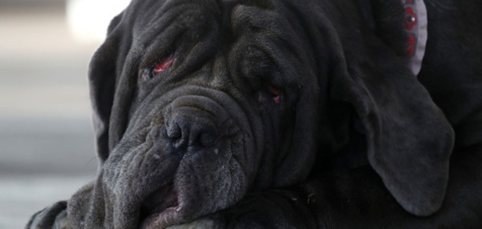 Самая некрасивая собака