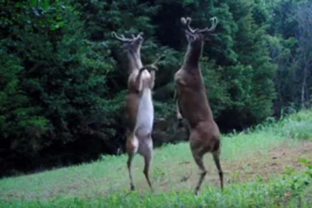 Драка оленей