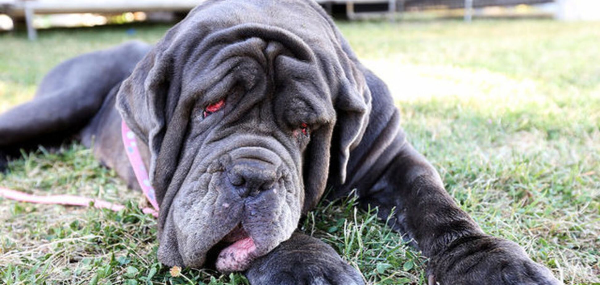 Мастиф Марта