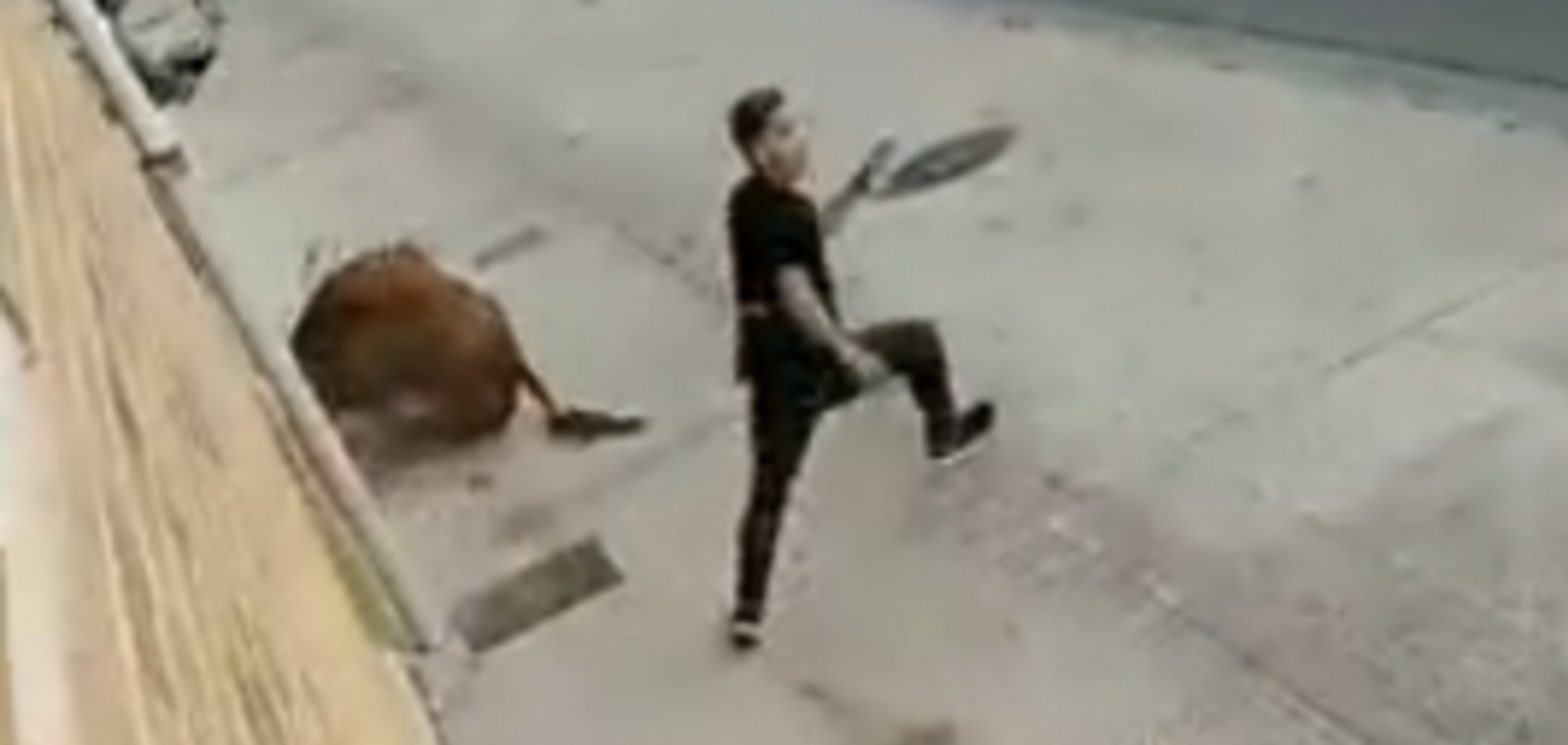 побег от быков