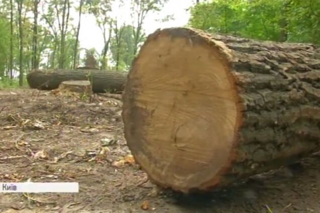 В Киеве неизвестные за ночь вырубили кусок заповедника: появилось видео