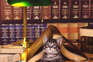 книги, кот