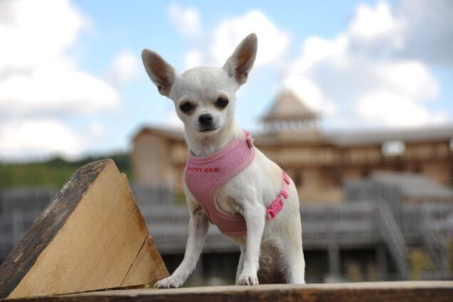 Под Киевом пройдет фестиваль домашних любимцев 'Лохматые лапки'