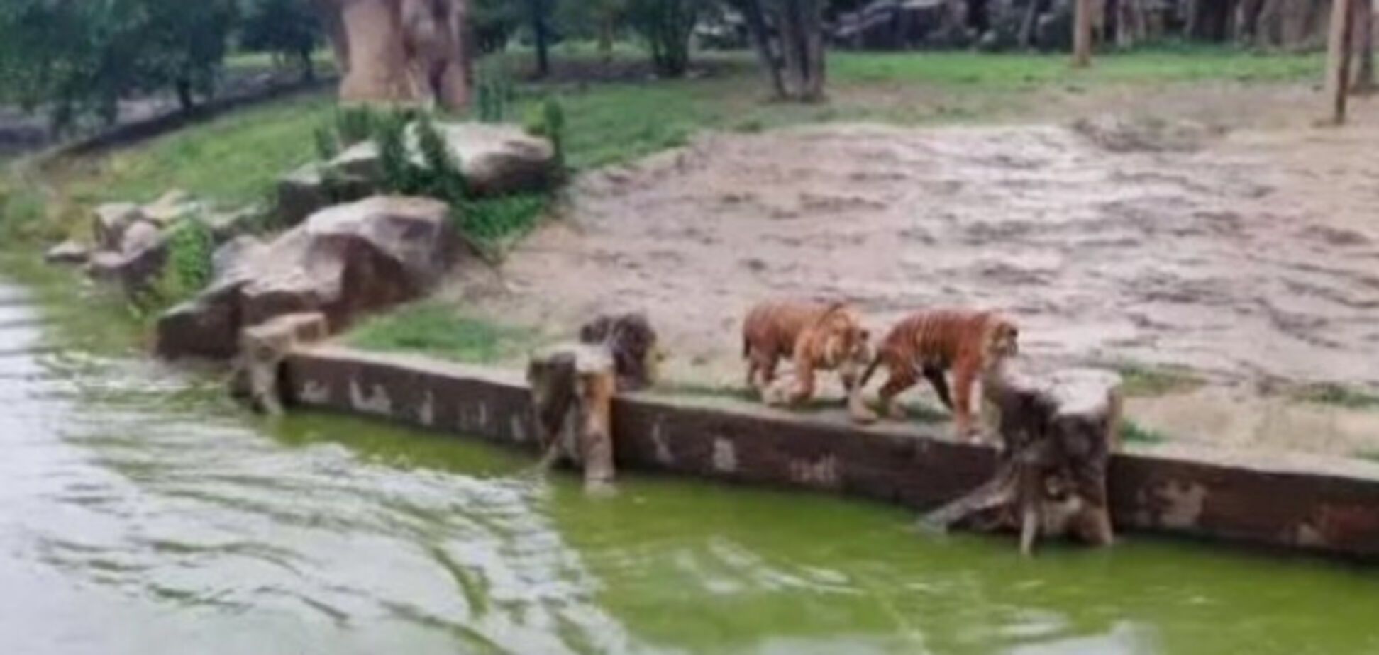 В китайском зоопарке тиграм скормили живого осла на глазах у посетителей