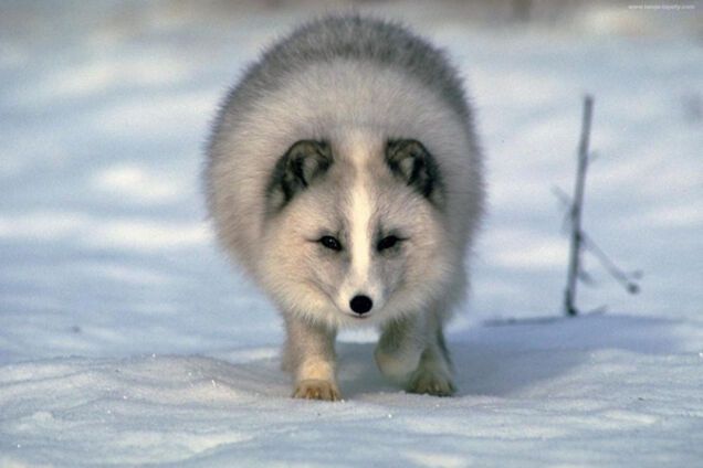 В бой идут одни дураки