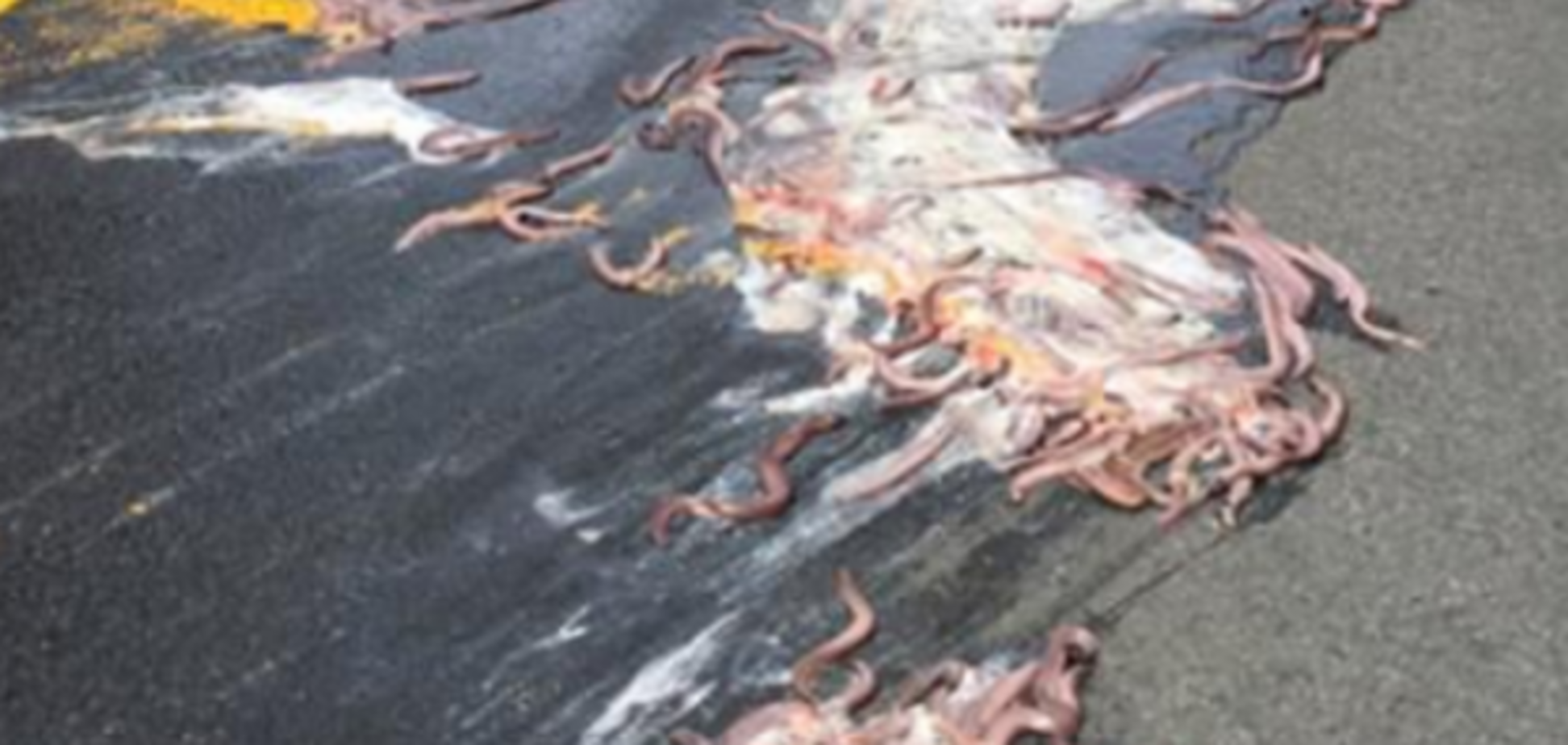 Найстрашніша аварія року: у США перекинулася вантажівка з слизовими вуграми