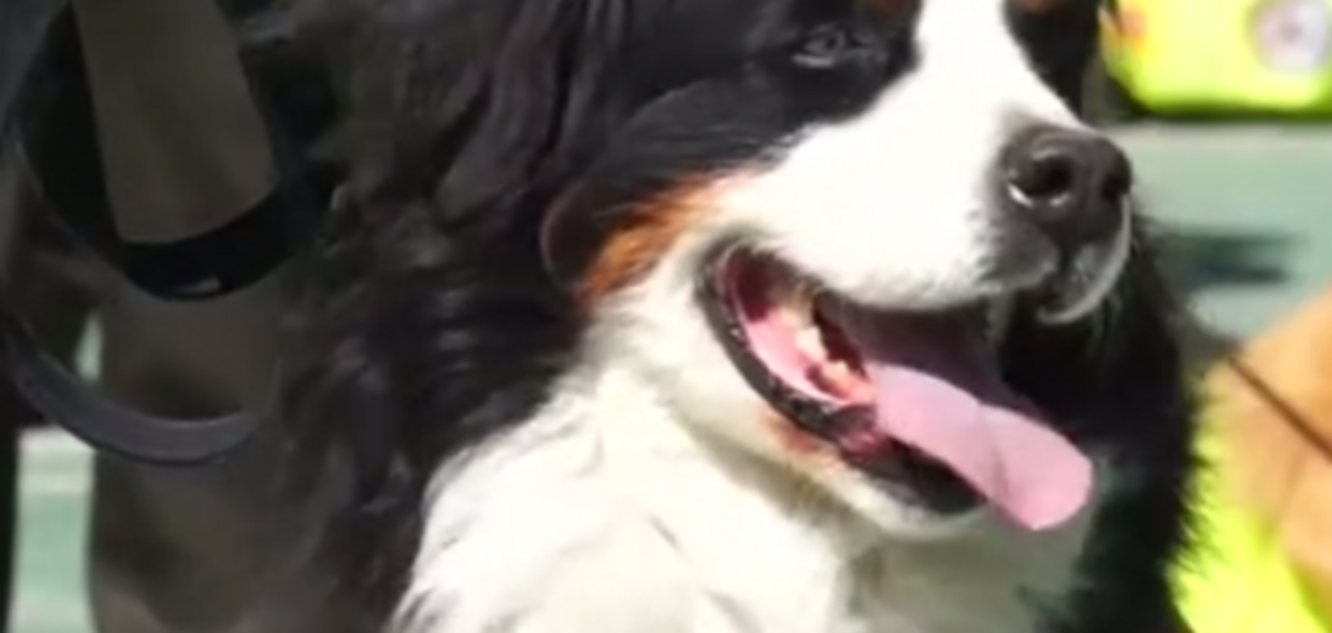 Собака-полицейский