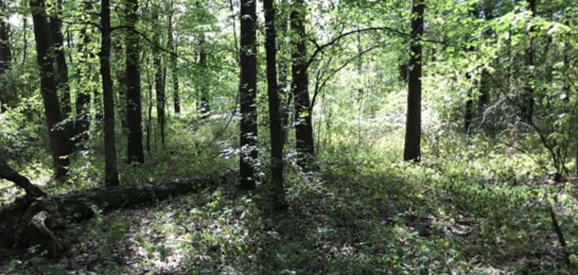 Убийство в Киеве