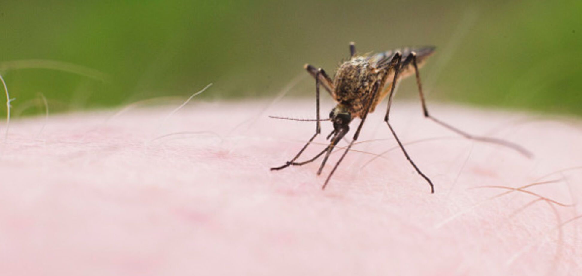 Google выпустит миллионы стерильных комаров для борьбы со смертельными вирусами