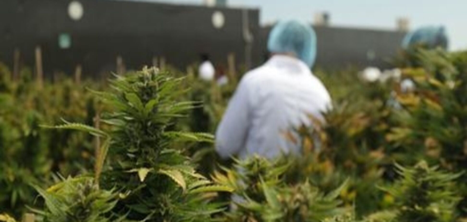 Аптеки Уругваю почали продаж марихуани