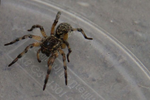 В Запорожской области на грядках обитают опасные пауки