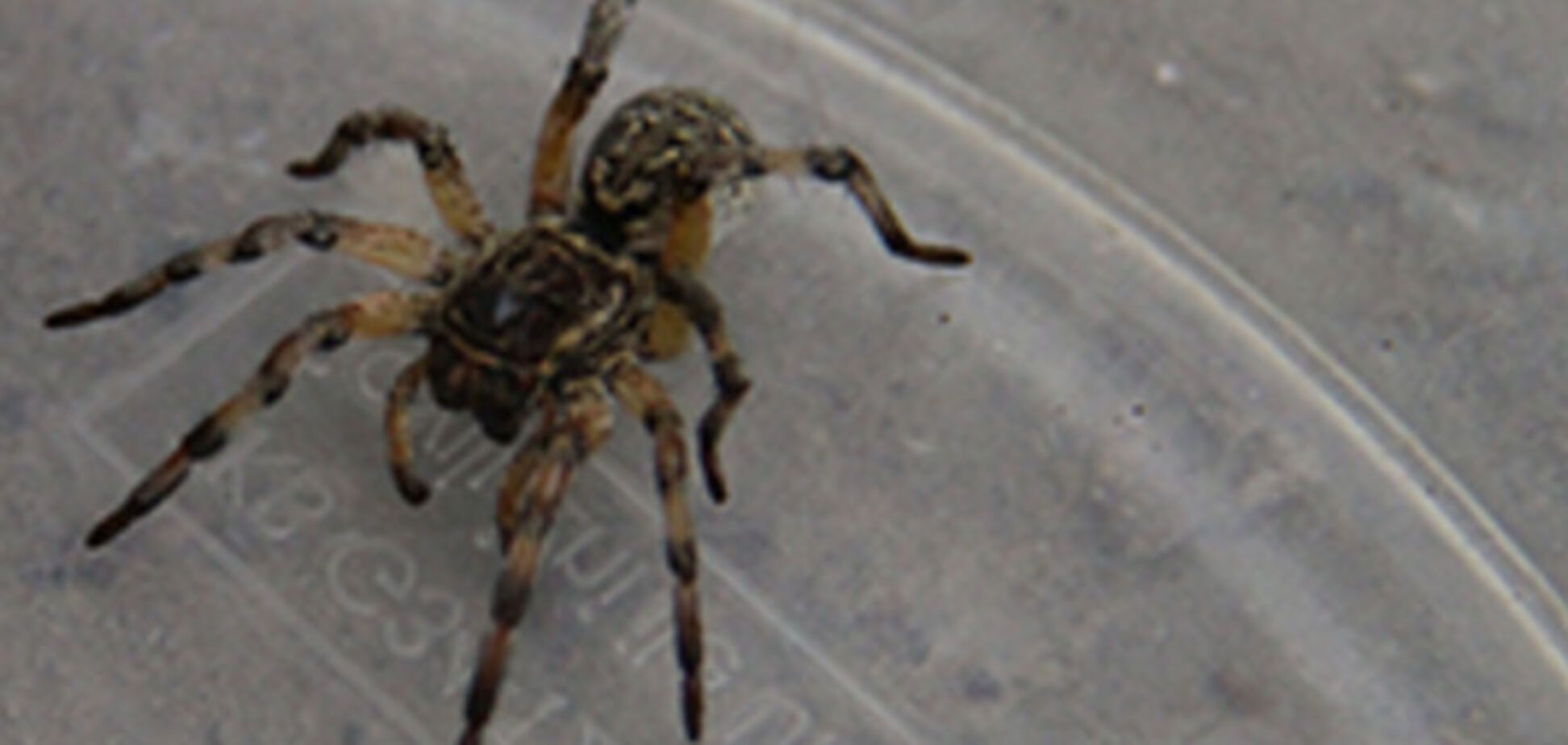 В Запорожской области на грядках обитают опасные пауки