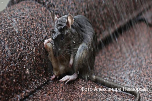 крыса дождь сухарь