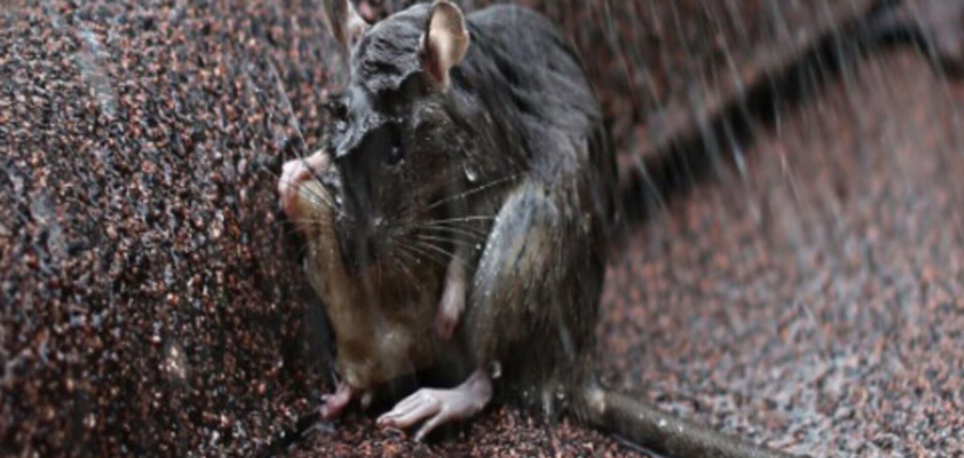 крыса дождь сухарь