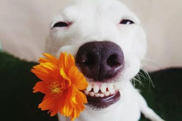 Джек-Рассел-терьера по кличке Евро