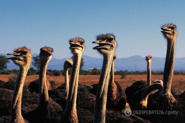 Страусы