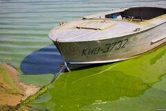 С главной рекой Киева приключилась большая беда