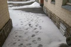 Лето в Питере