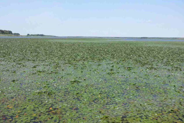 Катастрофа с Днепром: что убивает главную реку Украины