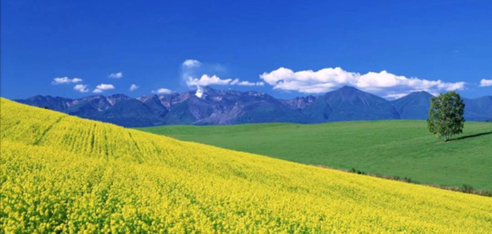 золото карпат